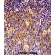 Protein Muted Homolog (MUTED) Antibody
