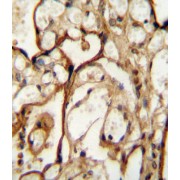 Amino Acid Transporter Heavy Chain SLC3A2 (SLC3A2) Antibody