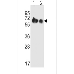 Amino Acid Transporter Heavy Chain SLC3A2 (SLC3A2) Antibody