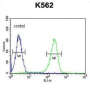 Chemokine C-X-C-Motif Receptor 3 (CXCR3) Antibody