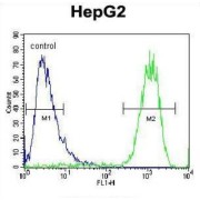 ATP Synthase Subunit D, Mitochondrial (ATP5PD) Antibody