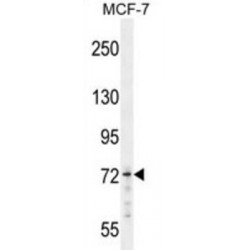 Mediator of RNA Polymerase II Transcription Subunit 25 (MED25) Antibody