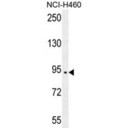 SPARC Like Protein 1 (SPARCL1) Antibody