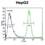 F-Box Protein 2 (FBXO2) Antibody