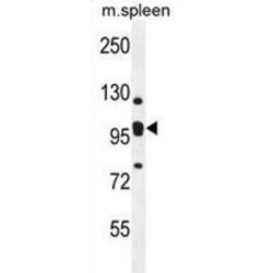 K0090 Antibody