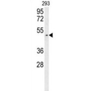 Western blot analysis of 293 cell lysates (35 µg/lane) using Leucine Zipper Protein 4 (LUZP4) Antibody.