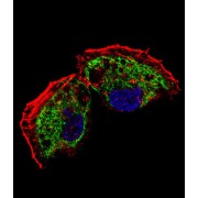 Transcription Factor A, Mitochondrial (TFAM) Antibody