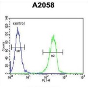 ENTH Domain-Containing Protein 1 (ENTHD1) Antibody