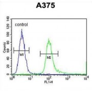 Speedy Protein E3 (SPDYE3) Antibody