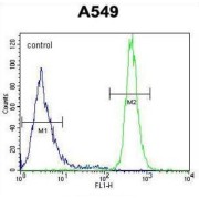 WAP Four-Disulfide Core Domain Protein 12 (WFDC12) Antibody