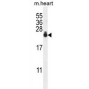 WB analysis of Mouse heart tissue lysate (35 µg/lane), using AP1S3 antibody.