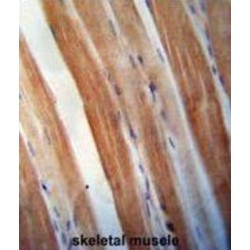 Kelch-Like Protein 40 (KBTBD5) Antibody