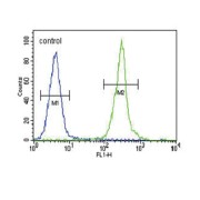 Claudin 16 (CLDN16) Antibody