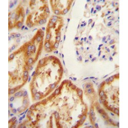 Claudin 16 (CLDN16) Antibody