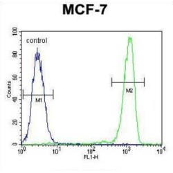Rab GTPase-Activating Protein 1 (RABGAP1) Antibody