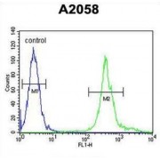 Mitochondrial Ribosomal Protein S24 (MRPS24) Antibody