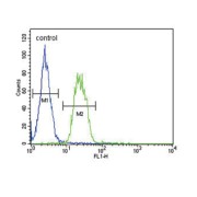 S6A12 Antibody