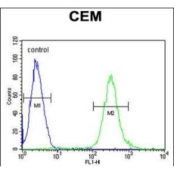 Activating Transcription Factor 7-Interacting Protein 2 (ATF7IP2) Antibody