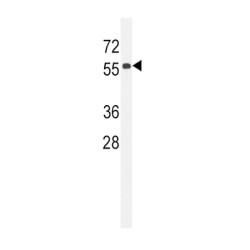 Coiled-Coil Domain-Containing Protein 85C (CC85C) Antibody