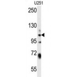Protein WWC3 (WWC3) Antibody