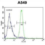 Follistatin Like Protein 1 (FSTL1) Antibody