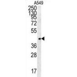 Follistatin Like Protein 1 (FSTL1) Antibody