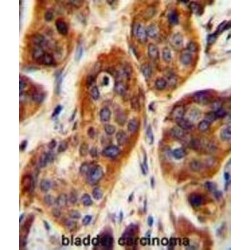 Leucine Rich Repeat Containing 57 (LRRC57) Antibody