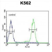 Receptor-Transporting Protein 4 (RTP4) Antibody