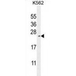 Receptor-Transporting Protein 4 (RTP4) Antibody