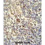 Lymphocyte Antigen 6 Complex Locus Protein G6c (LY6G6C) Antibody