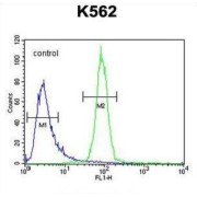 Olfactory Receptor Family 52 Subfamily A Member 1 (OR52A1) Antibody