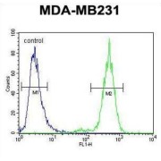 Tetratricopeptide Repeat Protein 16 (TTC16) Antibody