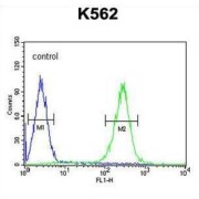 Zinc Finger Protein 517 (ZNF517) Antibody