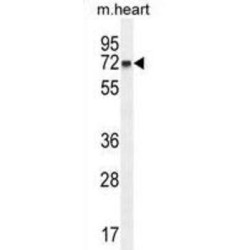 Coiled-Coil Domain-Containing Protein 148 (CCDC148) Antibody