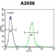 WD Repeat-Containing Protein 21C (WDR21C) Antibody