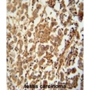 Speriolin (SPATC1) Antibody