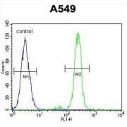 Centrosomal Protein 70 kDa (CEP70) Antibody