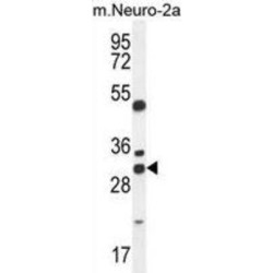 Protein ARV1 (ARV1) Antibody