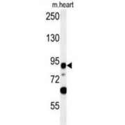 Leucine-Rich Repeat-Containing Protein 36 (LRRC36) Antibody