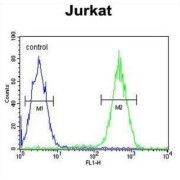 Integrin Alpha M / CD11b (ITGAM) Antibody