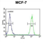 Cyclin-T1 (CCNT1) Antibody