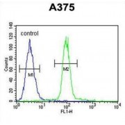 Apobec 1 Complementation Factor (ACF) Antibody