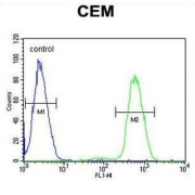NF-Kappa-B Inhibitor-Like Protein 1 (NFKBIL1) Antibody