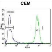 Serum Paraoxonase / Arylesterase 1 (PON1) Antibody