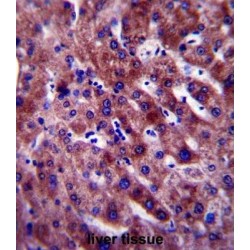 Serum Paraoxonase / Arylesterase 1 (PON1) Antibody