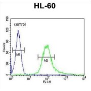 N-Acetyllactosaminide Beta-1,3-N-Acetylglucosaminyltransferase 4 (B3GNT4) Antibody