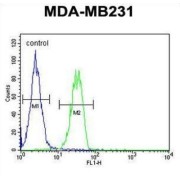 Beta-1,4-Galactosyltransferase 6 (B4GALT6) Antibody