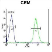 Leukocyte Antigen CD37 / TSPAN26 (CD37) Antibody