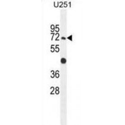 Glycosylphosphatidylinositol Anchor Attachment 1 Protein (GPAA1) Antibody