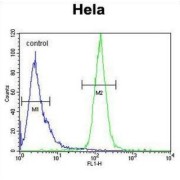 H2A Histone Family Member Y2 (H2AFY2) Antibody